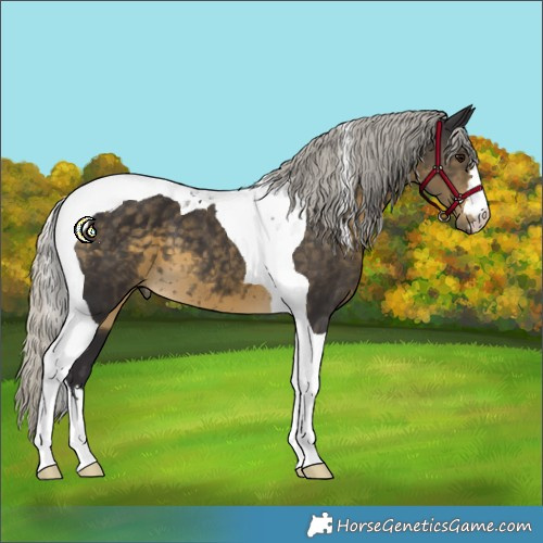 Horse Color:Silver Smoky Black Tobiano 