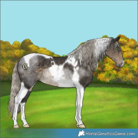 Horse Color:Silver Smoky Black Tobiano