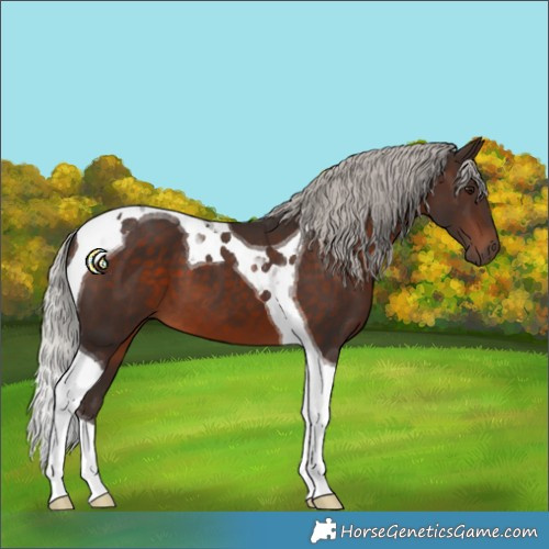 Horse Color:Silver Brown Tobiano 