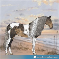 Horse Color:Silver Smoky Black Tobiano