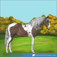 Horse Color:Silver Black Tobiano 