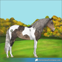 Horse Color:Silver Smoky Black Tobiano