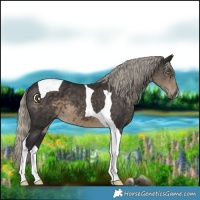 Horse Color:Silver Smoky Black Tobiano 