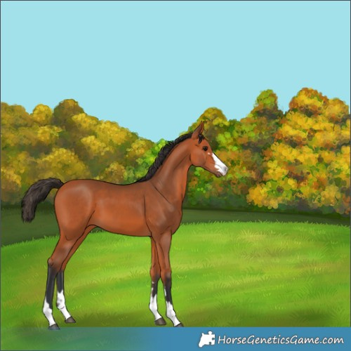 Horse Color:Unknown 