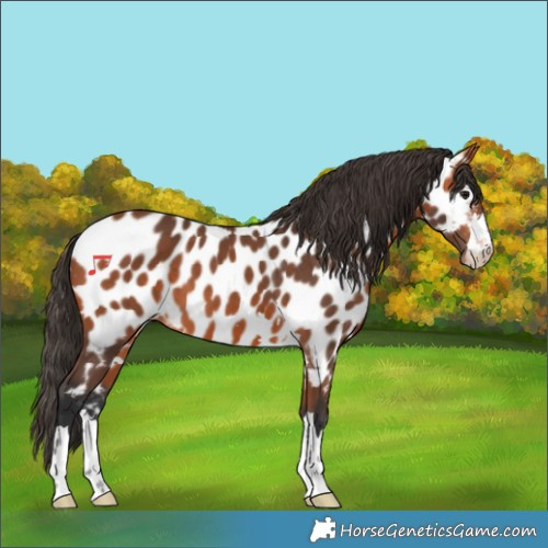 Horse Color:Bay Appaloosa 