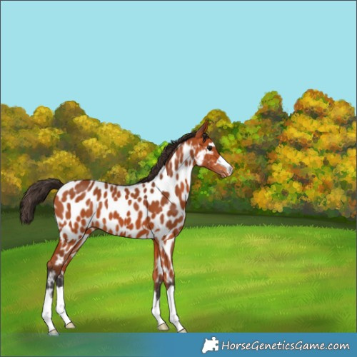 Horse Color:Bay Appaloosa