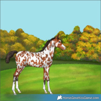 Horse Color:Bay Near Leopard