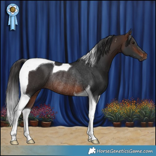 Horse Color:Brown Tobiano Rabicano