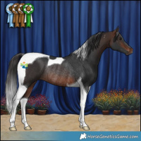 Horse Color:Brown Tobiano Rabicano 