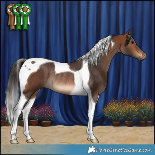 Horse Color:Bay Tobiano Rabicano 