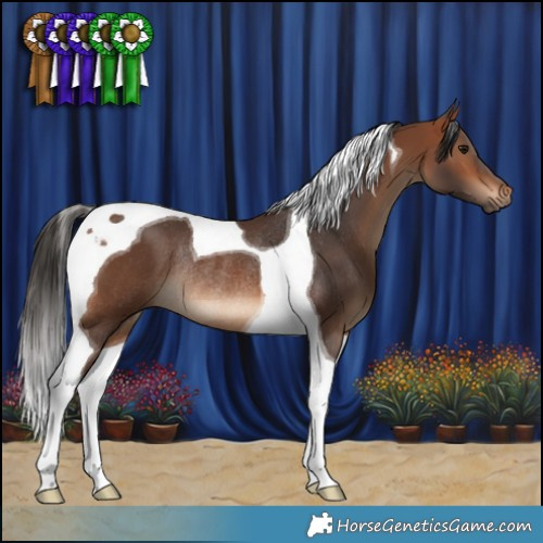Horse Color:Bay Tobiano Rabicano 