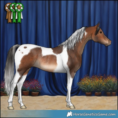 Horse Color:Bay Tobiano Rabicano