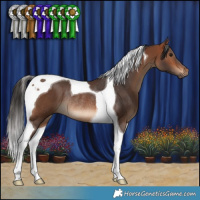 Horse Color:Bay Tobiano Rabicano