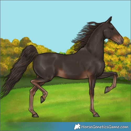 Horse Color:Liver Chestnut