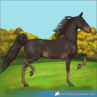 Horse Color:Liver Chestnut 