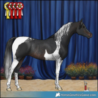 Horse Color:Brown Tobiano Rabicano 