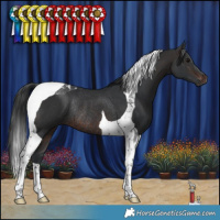 Horse Color:Brown Tobiano Rabicano