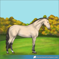 Horse Color:Buckskin