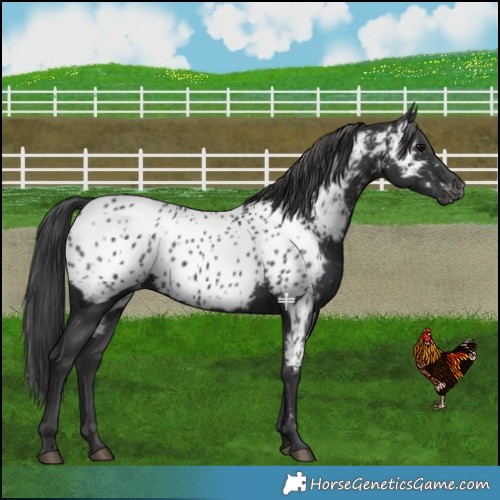 Horse Color:Black Near Leopard 