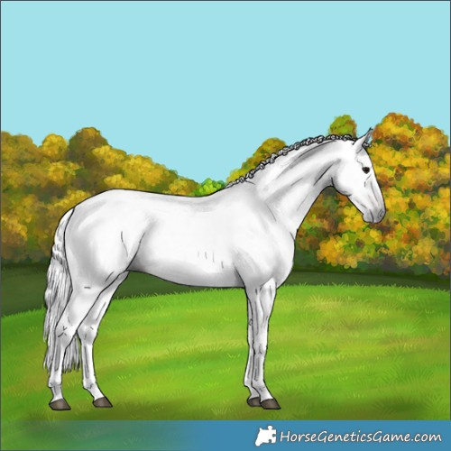 Horse Color:Gray Bay 