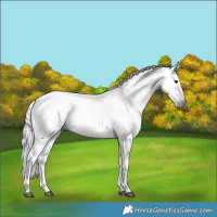 Horse Color:Gray Bay