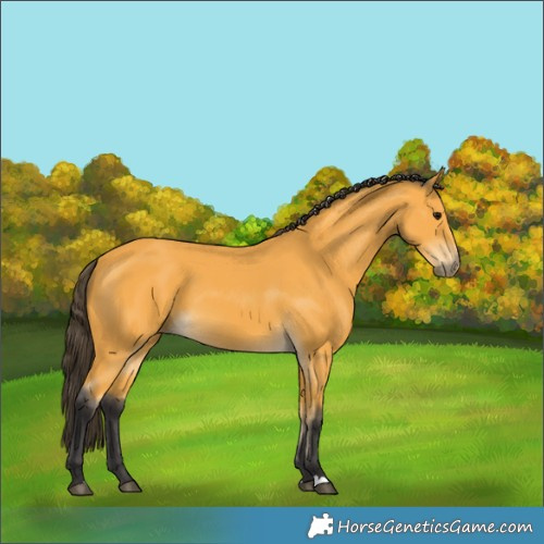 Horse Color:Buckskin 