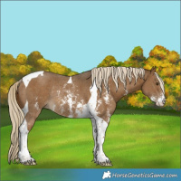 Horse Color:Chocolate Palomino Mushroom Sabino Tobiano Rabicano