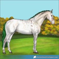 Horse Color:Painted Bay Ice Onyx Appaloosa 