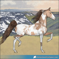 Horse Color:Amber Champagne Sabino Tobiano Blanket  and Amber Champagne Sabino Tobiano Blanket 