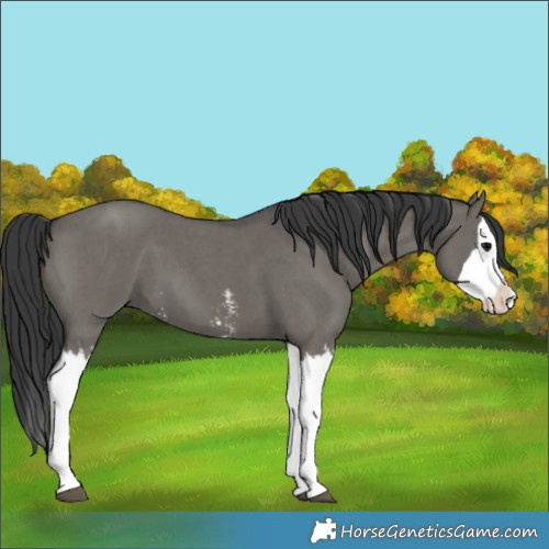 Horse Color:Grullo Sabino Splash and Grullo Sabino Splash