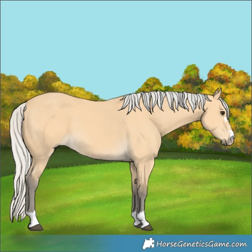 Horse Color:Silver Buckskin 