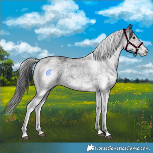 Horse Color:White Spotted Black 