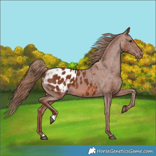 Horse Color:Chestnut Appaloosa 
