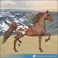 Horse Color:Chestnut Blanket