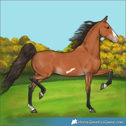 Horse Color:Bay Splash Frame 