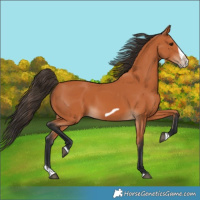 Horse Color:Bay Splash Frame