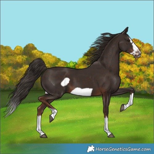 Horse Color:Liver Chestnut Splash Frame