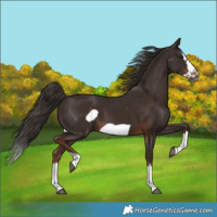 Horse Color:Liver Chestnut Splash Frame 