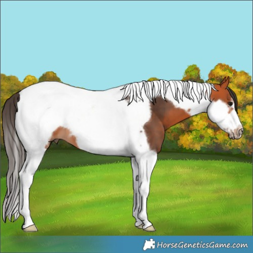 Horse Color:Bay Tobiano Frame 