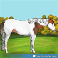 Horse Color:Bay Tobiano Frame