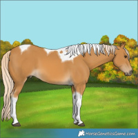 Horse Color:Palomino Tobiano 
