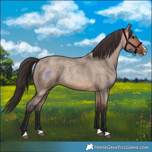 Horse Color:Brown Roan Dun Splash 