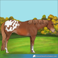 Horse Color:Chestnut Blanket 