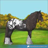 Horse Color:Smoky Black Tobiano Appaloosa 
