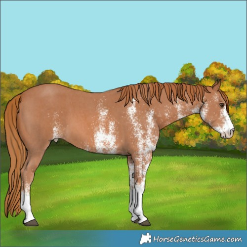 Horse Color:White Spotted Chestnut 