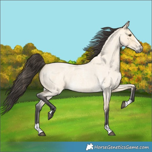 Horse Color:Buckskin Roan Dun 