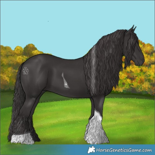 Horse Color:Smoky Black Tobiano