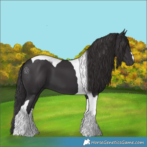 Horse Color:Smoky Black Tobiano 