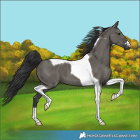 Horse Color:Grullo Tobiano