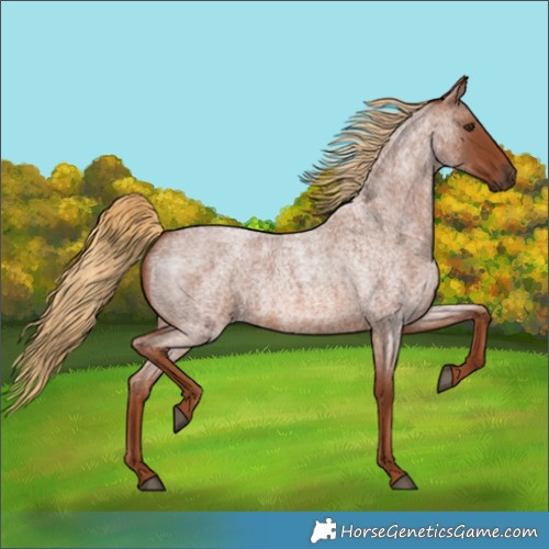Horse Color:Red Roan